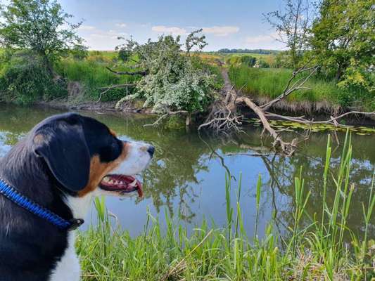 Lieblingsbild von euren Hunden?-Beitrag-Bild