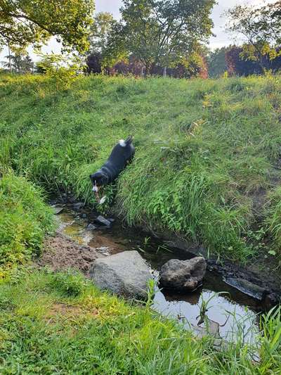 Zeigt euren Hund an eurem lieblingsplatz-Beitrag-Bild