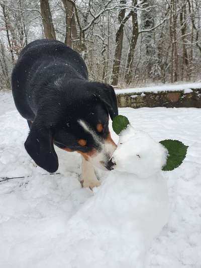 Die Dogorama Kalender Challenge Teil 2/4-Beitrag-Bild