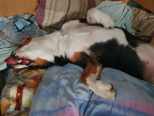 Wie oft gassi?-Beitrag-Bild