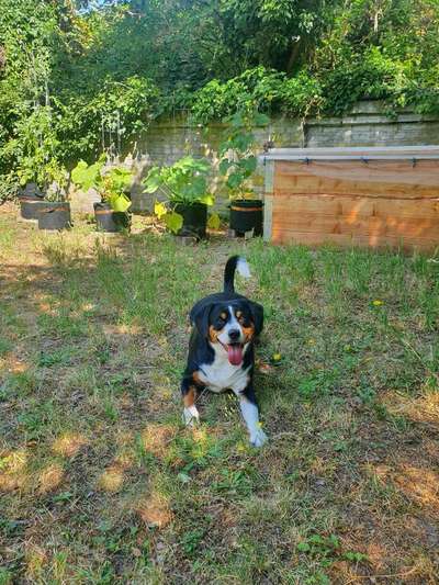 Entlebucher Sennenhund-Beitrag-Bild