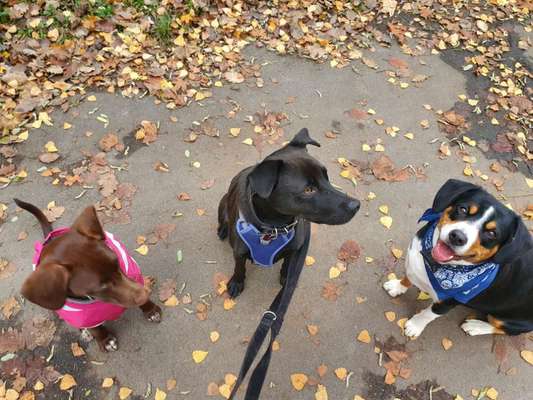 Schattenseiten der Hundehaltung-Beitrag-Bild