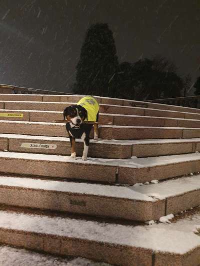 Foto's und Hundemodels-Beitrag-Bild