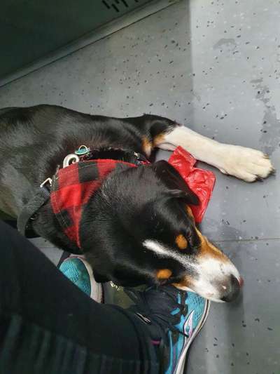 Hund in Bus,Auto und Bahn-Beitrag-Bild