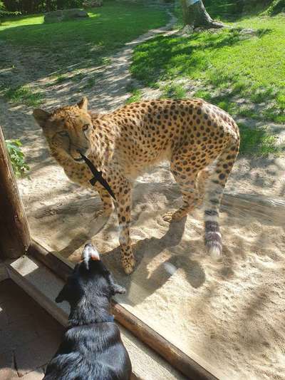 Leinenführigkeit in unbekannter Ungebung-Beitrag-Bild