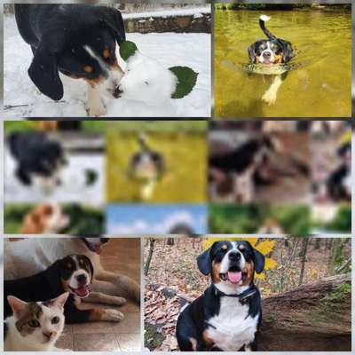 Zeig deinen Hund in der Kalender-Collage-Beitrag-Bild