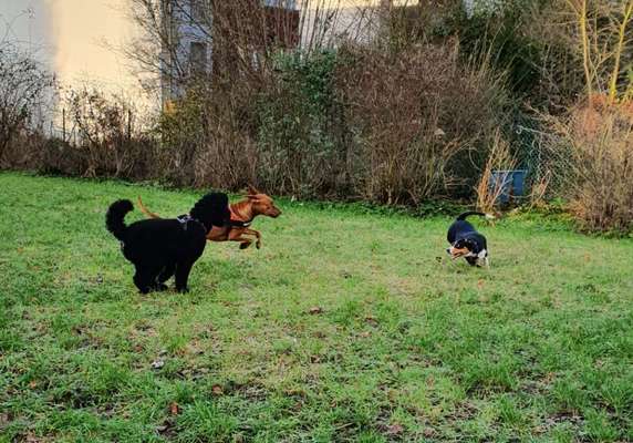 Schattenseiten der Hundehaltung-Beitrag-Bild