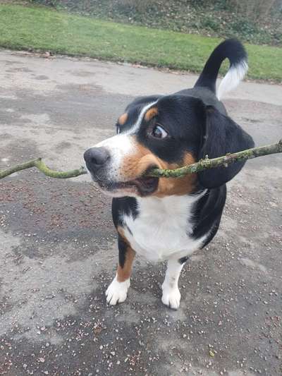 Foto's und Hundemodels-Beitrag-Bild