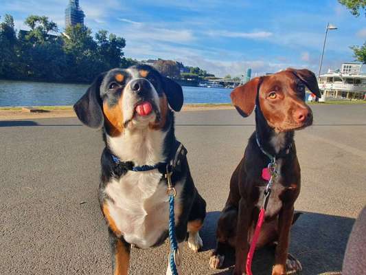Zeigt euren Hund an eurem lieblingsplatz-Beitrag-Bild