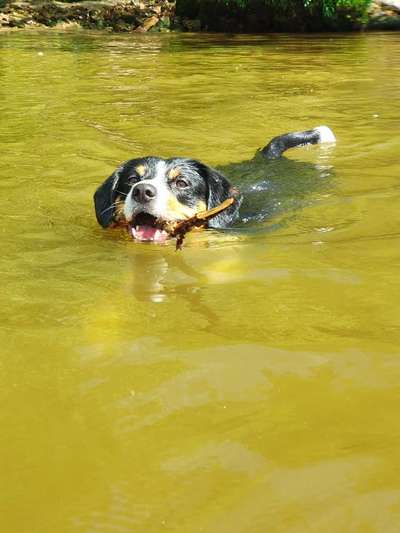 Schwimmen-Beitrag-Bild