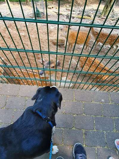 Leinenführigkeit in unbekannter Ungebung-Beitrag-Bild