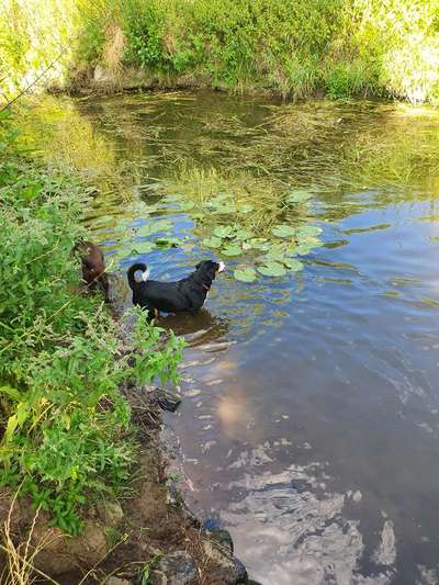 Schwimmen-Beitrag-Bild