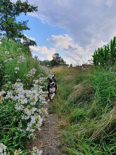 Zeigt euren Hund an eurem lieblingsplatz-Beitrag-Bild