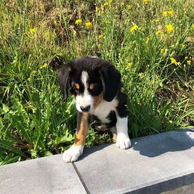 Welpen Bilder !-Beitrag-Bild