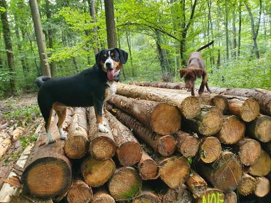 Entlebucher Sennenhund-Beitrag-Bild