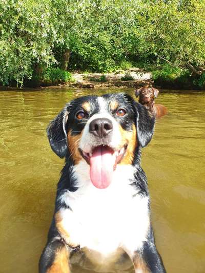 Entlebucher Sennenhund-Beitrag-Bild