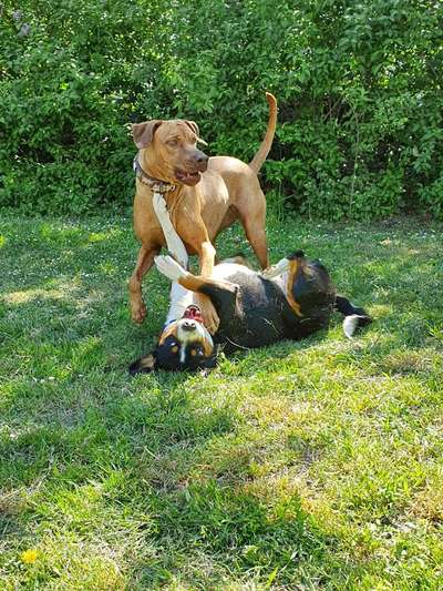 Spieltrieb ;)-Beitrag-Bild