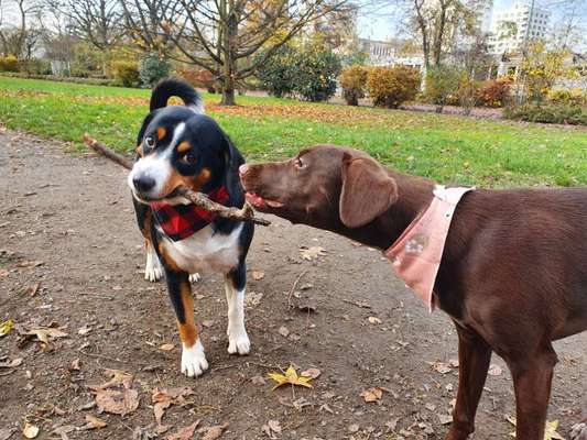 Schattenseiten der Hundehaltung-Beitrag-Bild