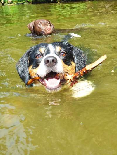 Entlebucher Sennenhund-Beitrag-Bild