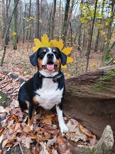 Die Dogorama Kalender Challenge Teil 1/4-Beitrag-Bild