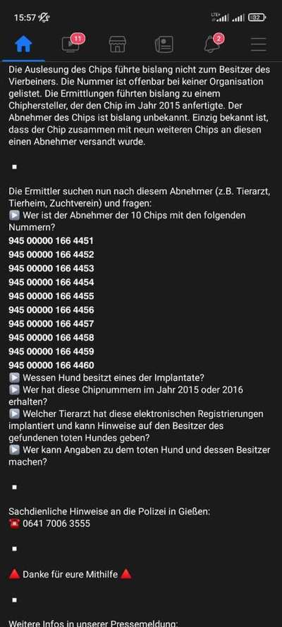 Bulldoggen mix-Beitrag-Bild