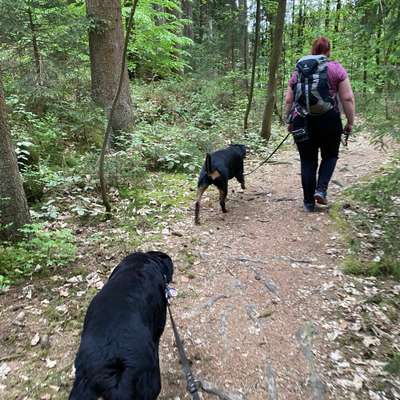 Hundetreffen-Social Walk mit Charlie und Katrin-Bild