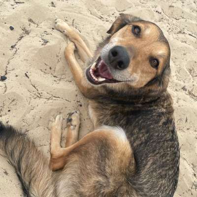 Hundetreffen-Gemeinsame Spaziergänge :)-Bild