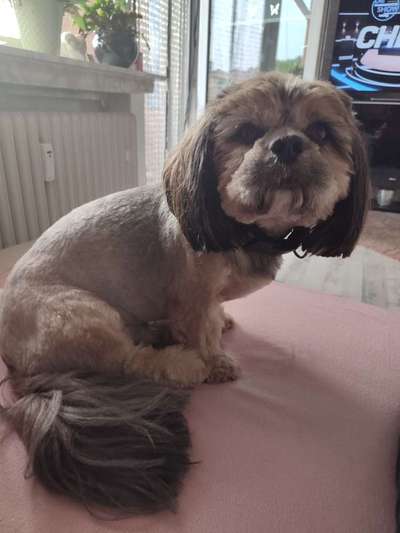 Shih Tzu von Jung bis Senioren-Beitrag-Bild