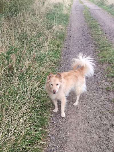 Mischlinge raten - Rätselspaß-Beitrag-Bild