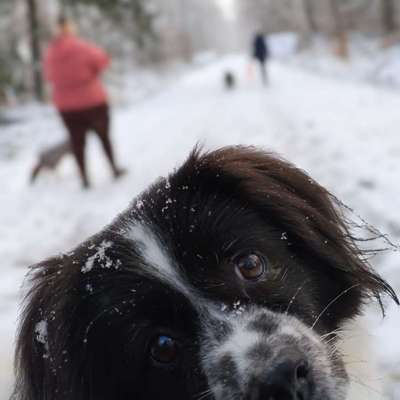 Hundetreffen-Social Walk Gruppe-Bild