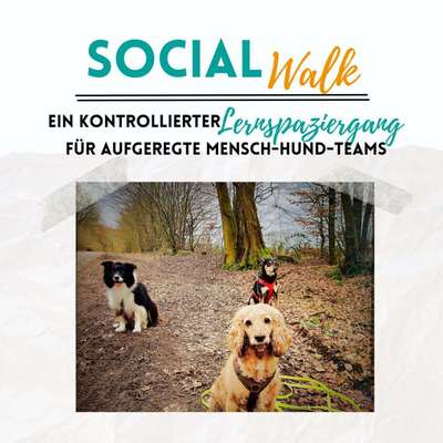 Hundetreffen-Social Walk-Bild