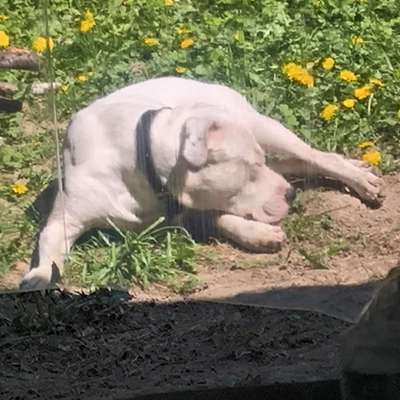Hundetreffen-Gassi gehen und Spielen-Bild