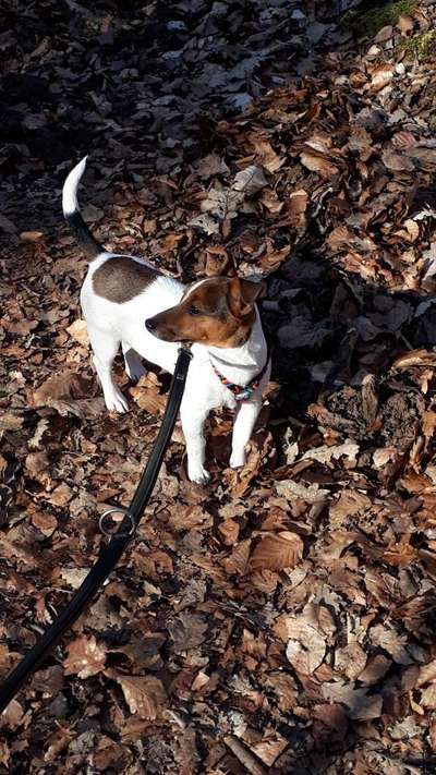 Wo sind die Jack und Parson Russell Terrier?-Beitrag-Bild