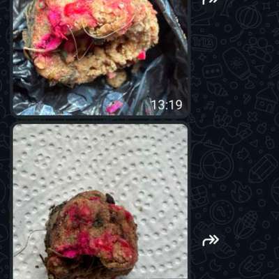 Giftköder-Giftköder gefunden Trakehner Kehre/-Bild