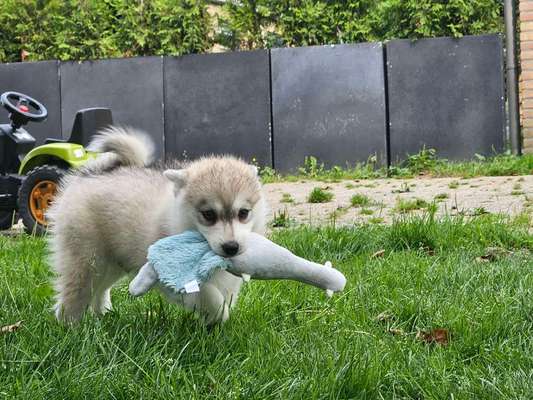 Pomsky-Beitrag-Bild