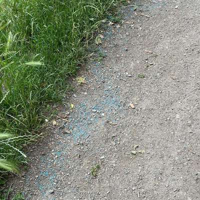 Giftköder-Blaues Korn-Bild
