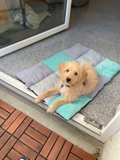 Hundetreffen-Gelassene Hündin für Hundefreundschaft gesucht-Bild