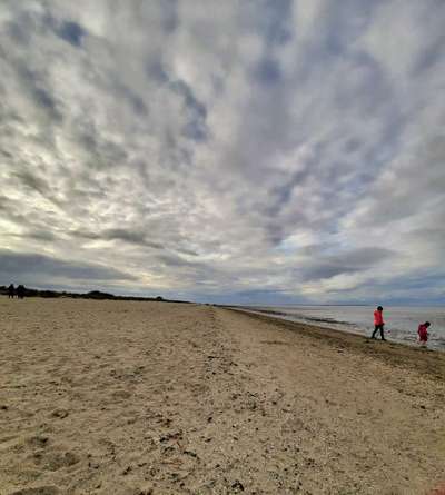 nord- oder Ostsee, Urlaub mit Hund-Beitrag-Bild