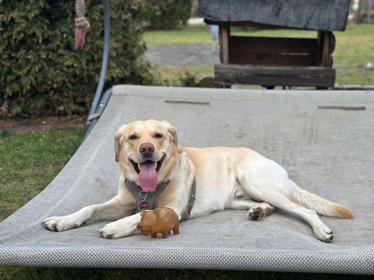 Hundetreffen-Spieletreffen-Bild