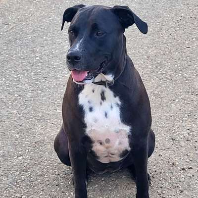 Hundetreffen-Gassi gehen, toben, üben, sonstiges-Bild