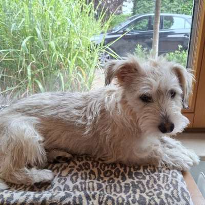 Hundetreffen-Gassirunde in Oldenburg