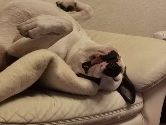 Darf der Hund bei Euch im Bett schlafen?-Beitrag-Bild