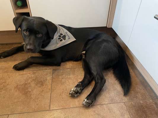 Labradorfans-Beitrag-Bild