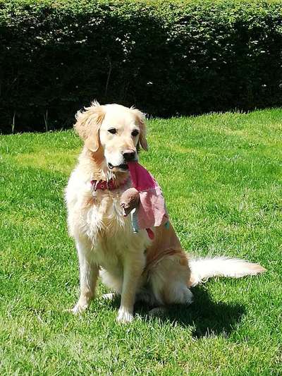 Wo sind die Golden Retriever Liebhaber?-Beitrag-Bild