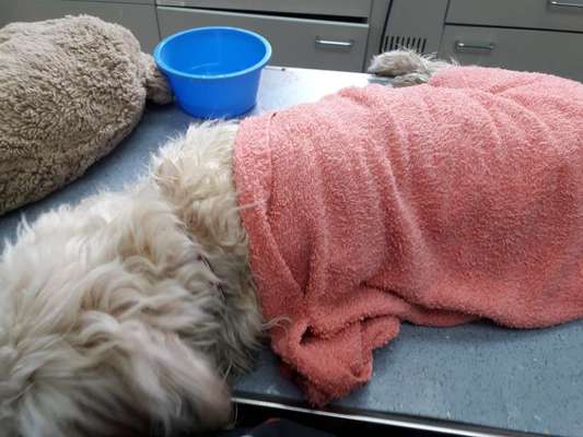 Corona und Tierarzt und überhaupt ...-Beitrag-Bild