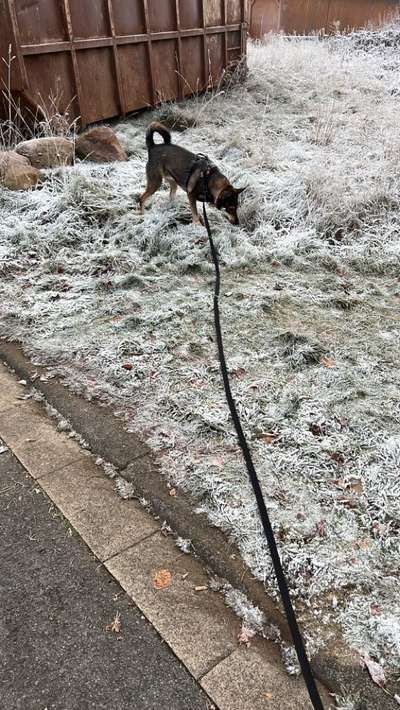 TierschutzhundeStammtisch🐕-Beitrag-Bild