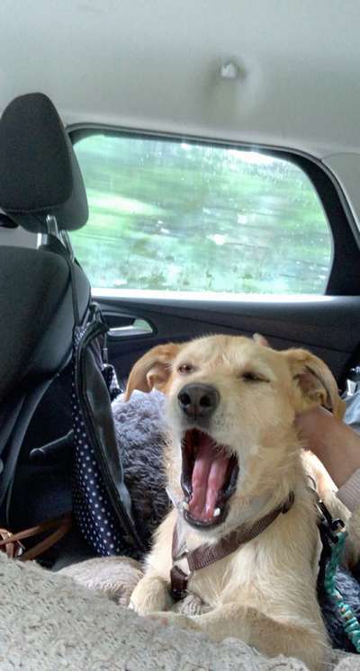 Zeigt eure verrücktesten Hundebilder-Beitrag-Bild