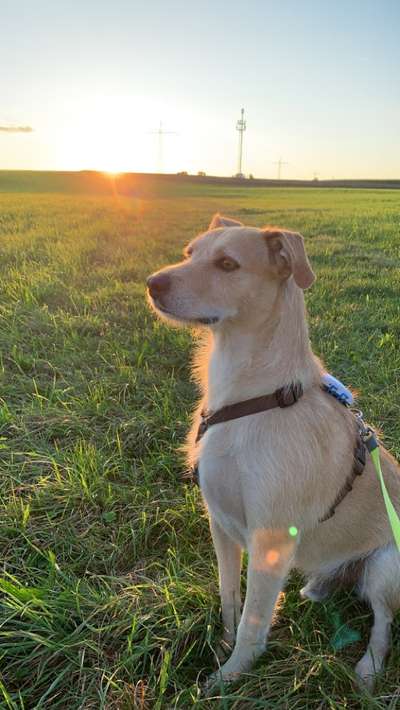 Die Dogorama Kalender Challenge Titelbild-Beitrag-Bild