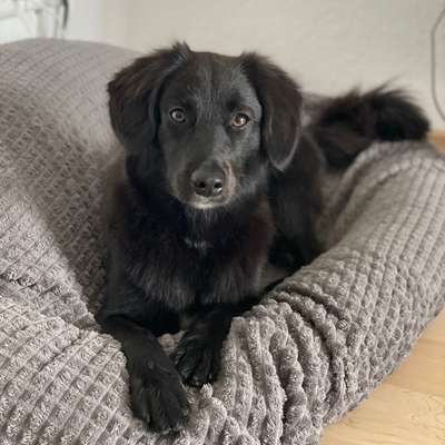 Hundetreffen-Spaziergänge/Training/Spielen-Bild