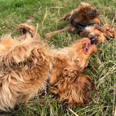 Hundetreffen-Suchen Hunde zum spielen-Bild